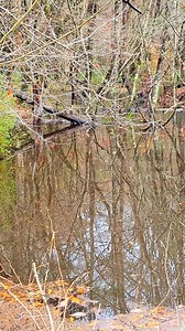 There's An Otter! Thought It Was A Beaver! #newcreek #beaverdamremoval #beaverdam #beavers #drain #water #terrellspivey #fypシ゚ #foryoupageシ #foryou #viralvideo #viralFBvideo #FBVIDEO #fb #viralfb #viralreelsシ #fbreels | Terrell Spivey
