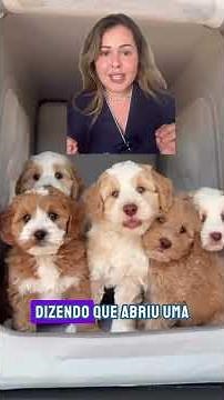 A verdade sobre o Labradoodle que quase ninguém te conta