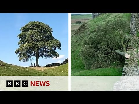 Sycamore Gap: Boy, 16, arrested after Hadrian's Wall tree felled - BBC News