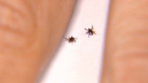 What to know about insect repellents