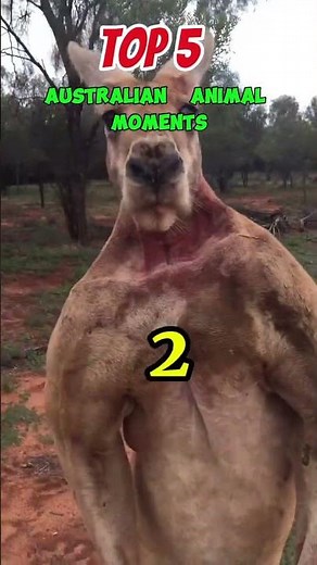 Ranking The Wildest Australian Animal Moments Ever 🦘🇦🇺