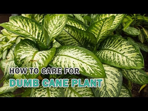 How to care for Dieffenbachia Dumb Cane Plant