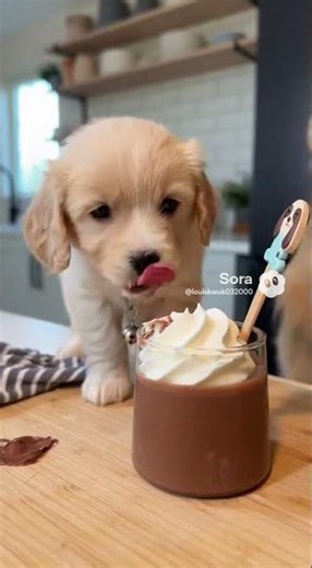 Baby Dog First Time Eat Birthday Pudding… 😂🦊🍮