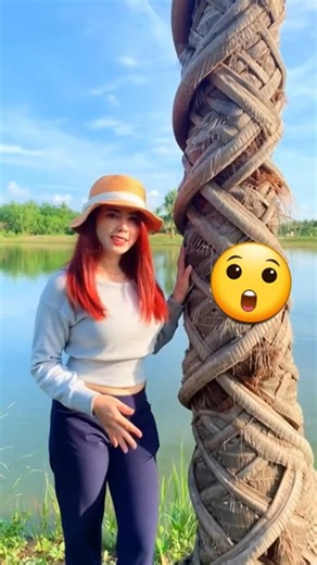 Cây Dừa Sáp Lạ Lắm