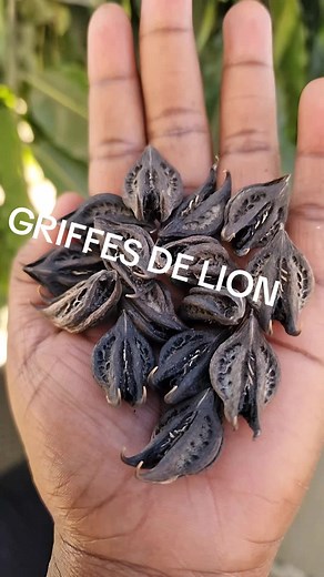 Les griffes du lion : un regard fascinant