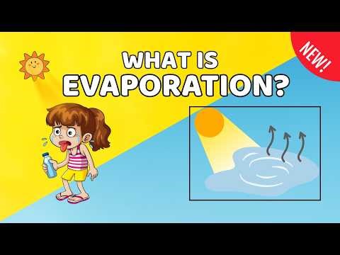 What is Evaporation? | Kids Science | How Sweat Cools You? Endothermic Process Explained for Kids ✅