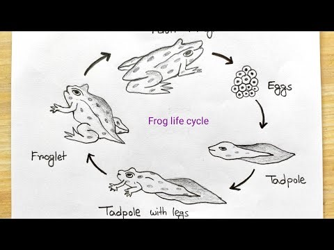 Life cycle of Frog step by step | Frog life cycle drawing | How to draw Frog life cycle