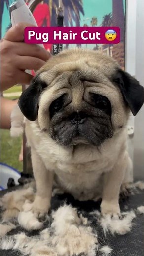 Show Pug grooming! 😨 Shave Pug? #pug #puglovers #pugshorts #haircut #style #dogshow #dog #petsalon