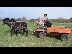 Donkey cart 1