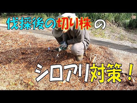 【伐採】伐採後の切り株の、シロアリ対策をします！