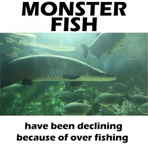 ARAPAIMA GIGAS, also known as pirarucu, is a species of arapaima that is native to the basin of the Amazon River. It is among the largest freshwater fish in the world! I’ve witnessed them in Peru! Hope you enjoy this little slice of the Jungle Series! Have you ever seen one in the wild? . . . . . #arapaima #arapaimagigas #monsterfish #monster #amazonriver #peru #largestfish #tankon #aquarium #aquariums #aquascape #aquascaping #aquariumplants #scape #aquariumhobby #fishtank #freshwateraquarium #p