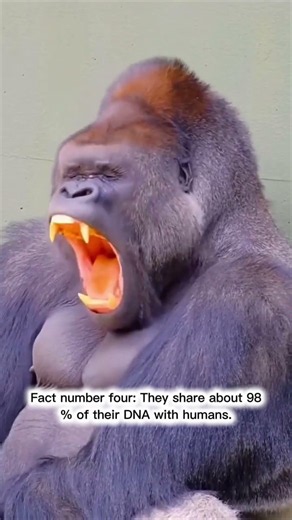 Amazing Gorilla Facts You Probably Didn’t Know! #facts