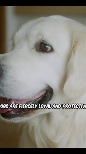 Akbash_ Ancient Guardian Dog