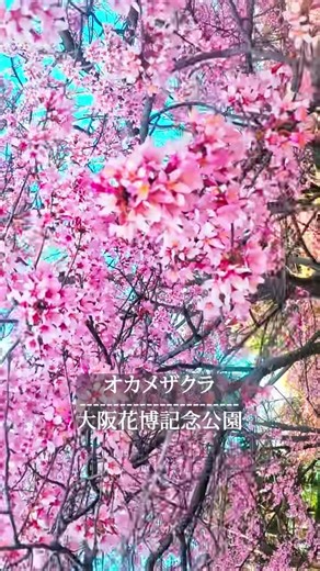 大阪・鶴見区にある花博記念公園鶴見緑地。 1990年の「国際花と緑の博覧会」の跡地に整備された広大な公園です。 四季の花々や世界の庭園、 風車の丘など見どころもたくさん。 大阪で自然を感じられる人気スポット🌿 #花博 #桜 #大阪 #cherylblossom #osakajapan