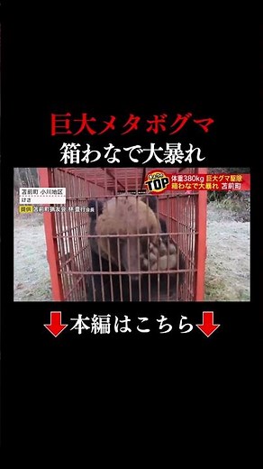 👆Click here for the full story👆 [Giant Bear] Was this individual outwitting humans and repeatedly...