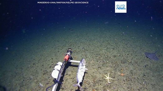 Sleeper shark filmed for first time in Antarctica’s near-freezing deep waters