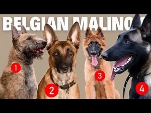 4 Types Of Belgian Malinois Dogs...