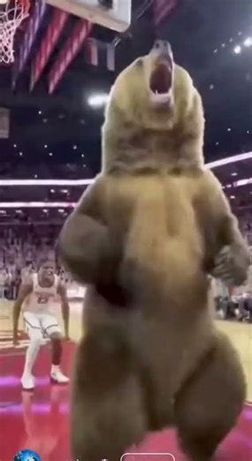 BEAR 🐻 PLAYING BASKETBALL