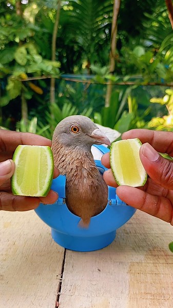 feeding my pigeon lemon 🍋 #pigeon #feeding #lemon