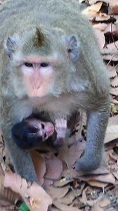 Terrified newborn baby monkey clings tightly to mother while she walks carelessly, tiny hands gripping fur in fear of falling, capturing a raw moment of instinct, trust, and fragile life | Baby Monkey