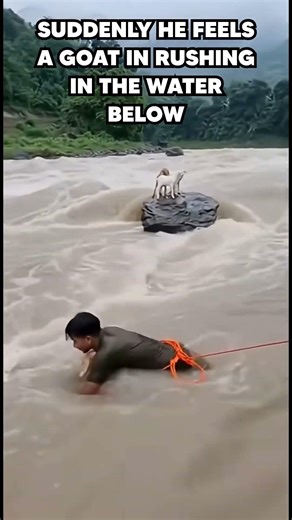 STRANDED GOATS SAVED BY VILLAGERS???!!! 😱😱