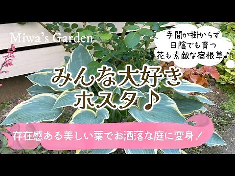 【ホスタ(ギボウシ)で庭が華やかに！】【日陰でも育つ優秀なカラーリーフ】【植えっぱなしで毎年楽しめる宿根草】【芽吹きから開花まで美しい】ガーデニング