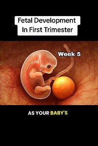 146K views · 3.5K reactions | Fetal Development in First trimester Pregnancy #fetaldevelopment #pregnancyweekbyweek | Dr.aneela manzoor-RPH | Facebook