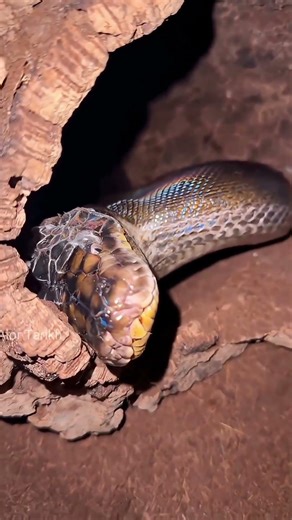 Can't The Shell Come Off A Snake's Eyes? 👀