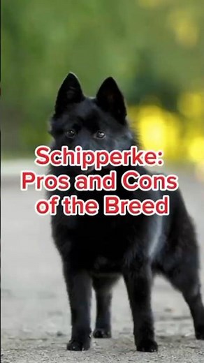 Schipperke: Pros and Cons of the Breed #dog #puppy #pets #dogshorts