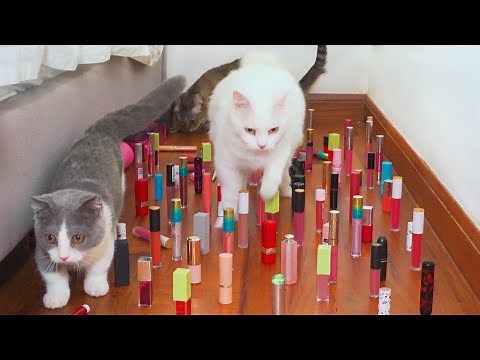 Can Cats Walk Through Obstacle Course? | Compilation