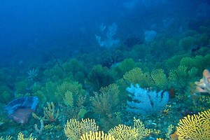 uThukela Banks — Marine Protected Areas South Africa