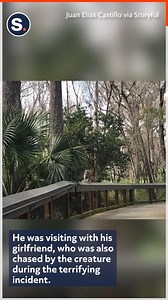 Juan Elias Castillo captured the moment a monkey charged at him and his girlfriend while on a visit to Silver Springs State Park in Marion County, Florida. | storyful