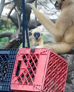 65K views · 2.5K reactions | Baby gibbon has a name! Meet Milo! He's definitely growing into a little handful 殺 | San Antonio Zoo | Facebook