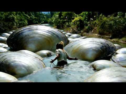 Discovered a river dominated by giant clams, with stunning pearls inside