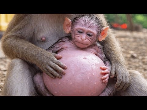 Baby Monkey Live: Cute Climbing and Playtime!