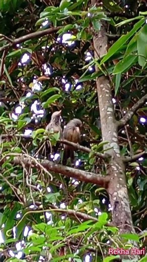 🦜കിളിയേ കിളിയേ ....... #birds #parrot #myna #peacock #crow #song #youtube #shorts
