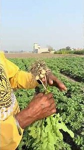 What is the difference between taking seeds from ration and preparing special seeds ?