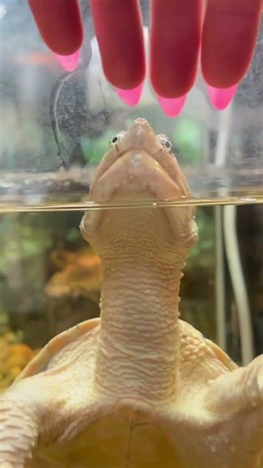 Common snapping turtle #turtle #snappingturtles