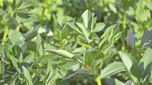 Fresh Water Bean (Vicia faba). Vicia faba, also known in the culinary sense as the broad bean, fava bean, or faba bean, is a species of flowering plant in the pea and bean family Fabaceae.