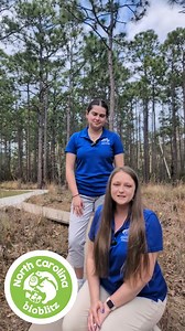 2.5K views · 52 reactions | 練 Today we’re exploring Carolina Beach...