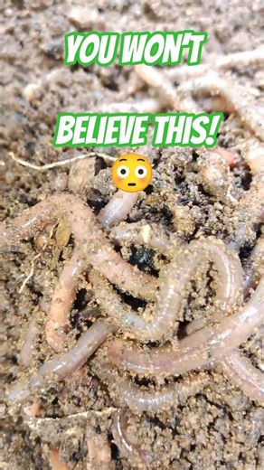 Tiny Farmers Underground 🪱 | Earthworms at Work