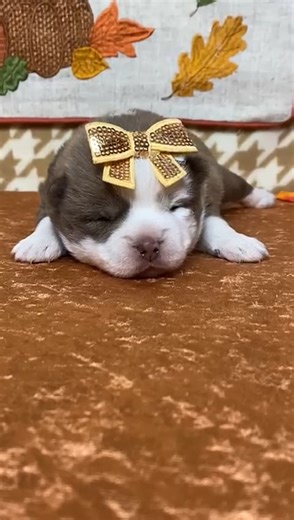 Pomsky puppy for sale