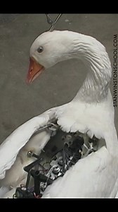 Servo-controlled goose puppet at Stan Winston Studio for Gary Winick's Charlotte’s Web. #puppet #puppets #stanwinstonstudio #goose #specialeffects #practicaleffects #liveaction #moviemaking #behindthescenes | Stan Winston School of Character Arts