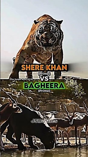 Shere Khan vs Bagheera