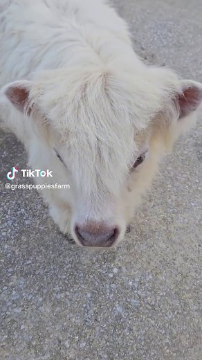 A Mini Moo. #grasspuppy #minicow #minicows #minicowsoftiktok #cows #cowsoftiktok