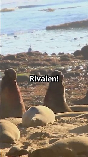 Incredible facts about southern elephant seals! 🌊