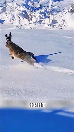 Собаки выдыхались ОДНА ЗА ДРУГОЙ в погоне 🙊🌊🐕