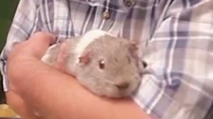 6.1M views · 5.2K reactions | Me commentary on The Lives of Animals (Volume 6). | Ozzy Man Reviews | Facebook