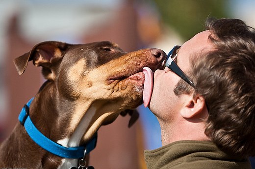 Stop a Dog From Licking You – 2 Best Tips From a Dog Trainer