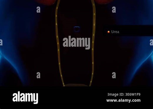 3d animation of kidney waste removal showing nephron filtration, secretion, and excretion into ureters Stock Video Footage - Alamy